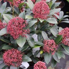 Skimmia japonica ‘Rubella’