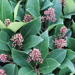 Skimmia japonica ‘Veitchii’