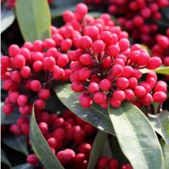 Skimmia japonica 'Reevesiana'