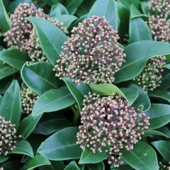 Skimmia japonica ‘Fragrant Cloud’