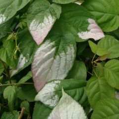 Actinidia kolomikta