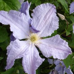 Clematis ‘Blekitny Aniol'