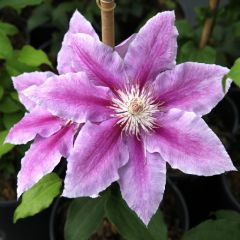 Clematis 'Dr. Ruppel'