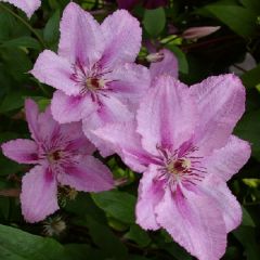 Clematis ‘Hagley Hybrid'