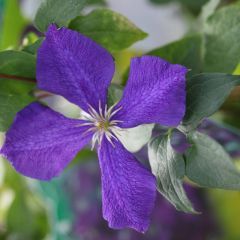 Clematis ‘Jackmanii'