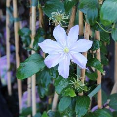 Clematis ‘Justa'