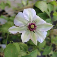 Clematis ‘Miss Bateman'