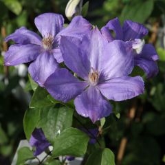 Clematis 'Mrs. Cholmondeley'