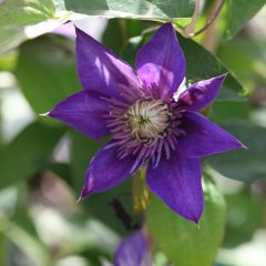 Clematis ‘Multi Blue'