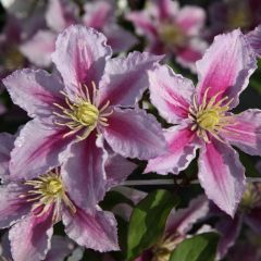 Clematis ‘Piilu'