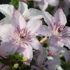 Clematis ‘Pink Fantasy' 