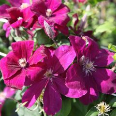 Clematis ‘Rouge Cardinal'