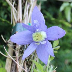 Clematis ‘The Vagabond' 