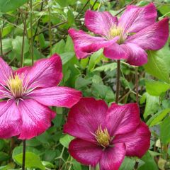 Clematis ‘Ville de Lyon' 