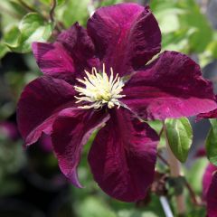 Clematis ‘Warszawska Nike' 