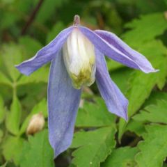 Clematis alpina