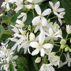 Clematis armandii