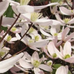 Clematis armandii ‘Apple Blossom'