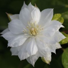 Clematis 'Duchess of Edinburgh'