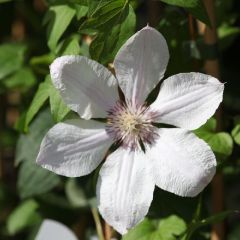 Clematis 'Jan Pawel II'