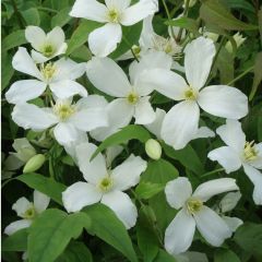 Clematis montana ‘Grandiflora'