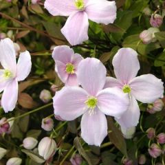 Clematis montana ‘Mayleen'