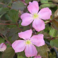 Clematis montana 'Tetrarose'