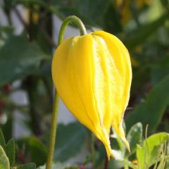 Clematis tangutica