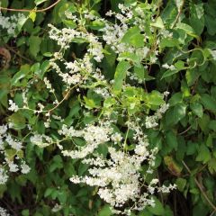 Fallopia baldschuanica (= F. aubertii)