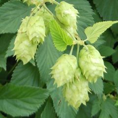 Humulus lupulus