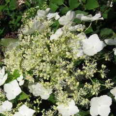 Hydrangea anomala petiolaris