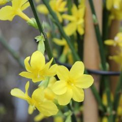 Jasminum nudiflorum