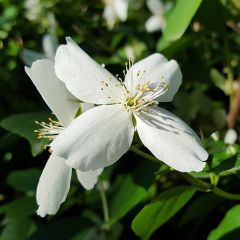 Jasminum officinale