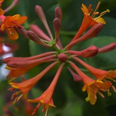 Lonicera brownii 'Dropmore Scarlet'