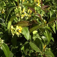 Lonicera heckrottii 'Copper Beauty'