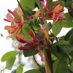 Lonicera heckrottii 'Goldflame'