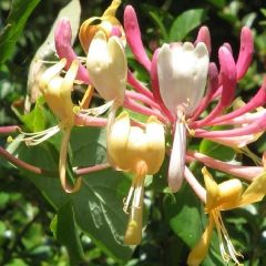 Lonicera henryi