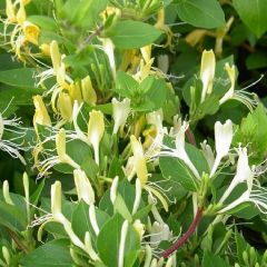 Lonicera japonica 'Halliana'