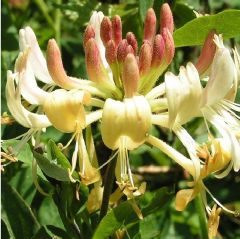 Lonicera periclymenum 'Belgica'