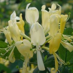 Lonicera periclymenum 'Scentsation'