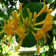 Lonicera tellmanniana