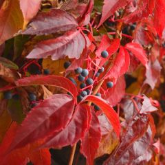 Parthenocissus quinquefolia engelmannii