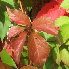 Parthenocissus quinquefolia