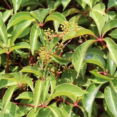 Parthenocissus tricuspidata 'Veitchii'