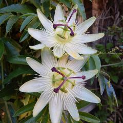 Passiflora caerulea 'Constance Elliot'