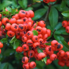 Pyracantha coccinea 'Red Column'