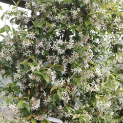 Trachelospermum jasminoides