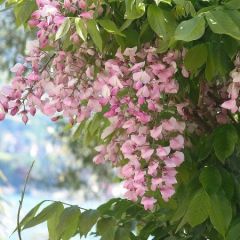 Wisteria floribunda 'Honbeni'