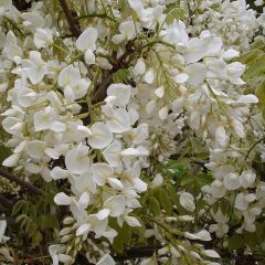 Wisteria floribunda 'Alba'