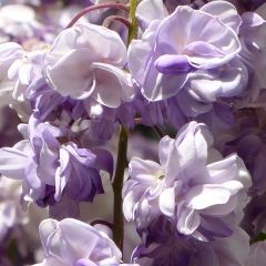 Wisteria floribunda ‘Violacea Plena'